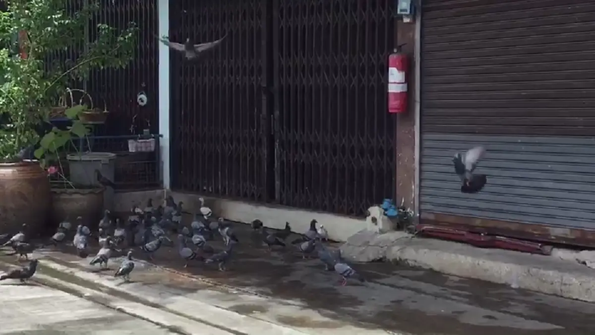 พลังโซเชียลล้วนๆ จนท.เขตฯเจรจาป้าเลี้ยงนกพิราบฝูงใหญ่ เตือนหยุดให้อาหาร ทำเพื่อบ้านเดือดร้อนเสี่ยงเจอโทษคุก