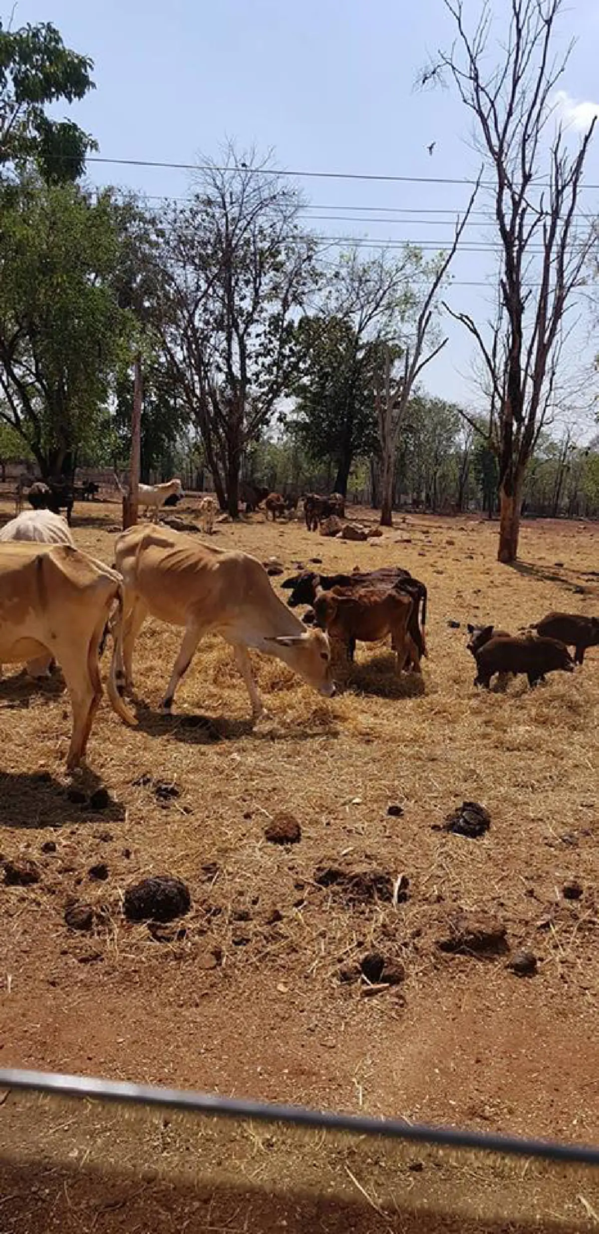 หนุ่มโพสต์วอนช่วยเหลือ! สัตว์ที่วัดป่าหลวงตามหาบัว ก่อนสัตว์จะอดตาย เพราะไม่มีคนเข้าวัด คิดว่าวัดปิดตัวลง หลังกรมป่าไม้ยึดเสือไปหมด! (คลิป)