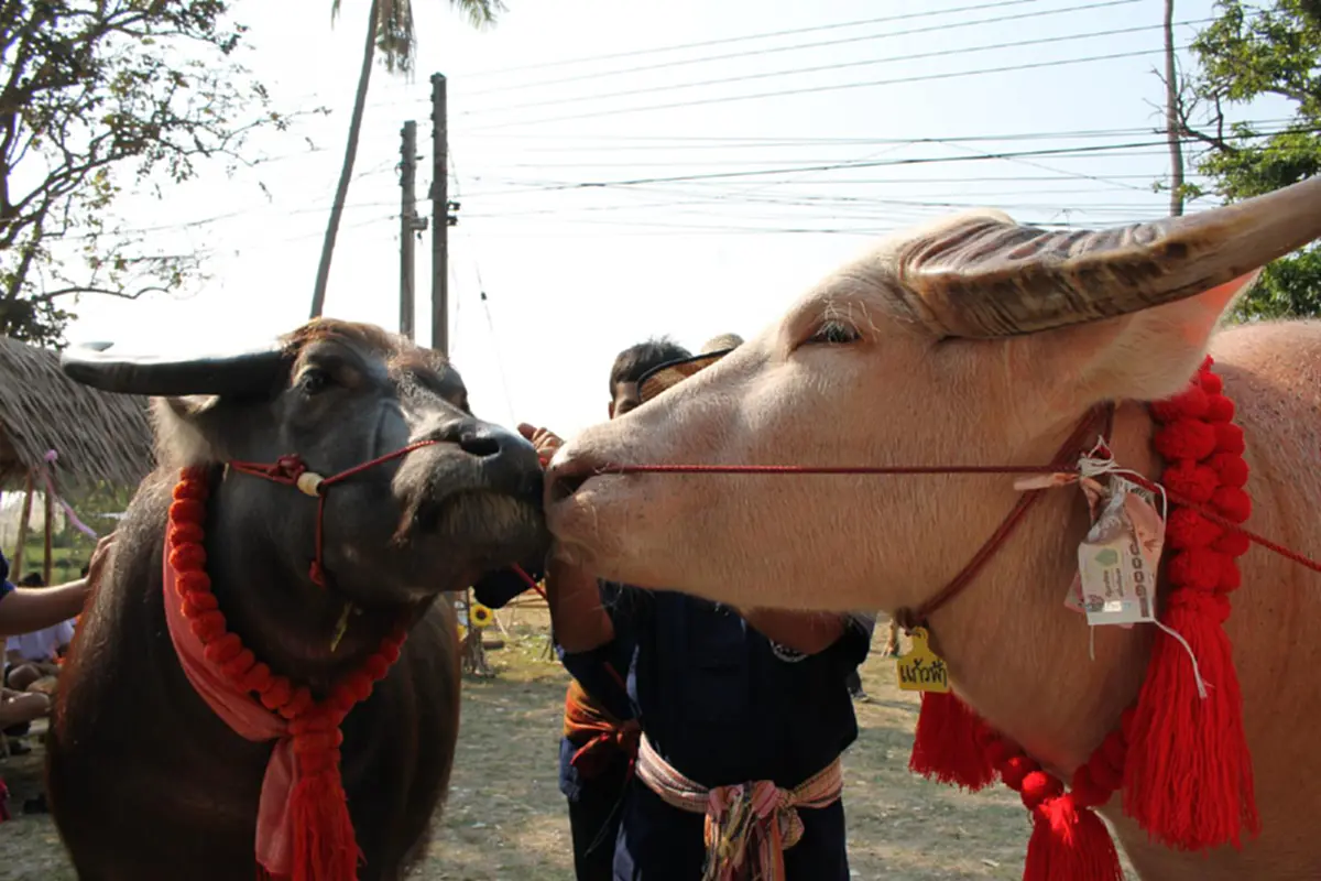 ฮือฮา!! ควายกรุงเก่าจูบปากเข้าประตูวิวาห์ ฉลองวันวาเลนไทน์ เผยเจ้าสาวท้องอ่อนๆแล้ว!!