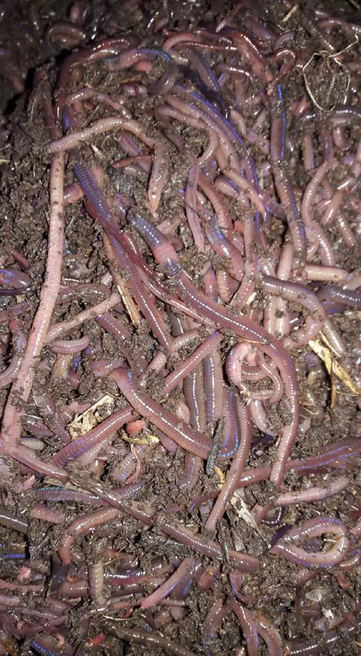 สุดยอด!!! สาวเผย เคล็ดลับ การเลี้ยงไส้เดือน สร้างรายได้หลักแสน แถมบอกเทคนิคหมดแบบไม่มีกั๊ก (ดูคลิป+รายละเอียด)