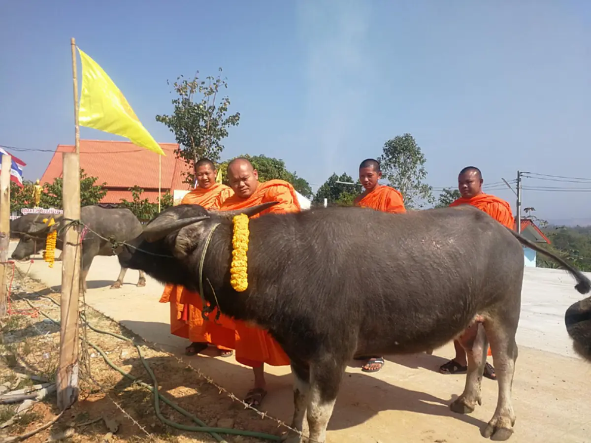 บุญใหญ่ กุศลแรง...พระสงฆ์นำเงินที่ได้จากการบริจาคของญาติโยมผู้ใจบุญ ไถ่ชีวิตกระบือ จำนวน 9 ตัว ให้รอดพ้นจากการถูกนำไปฆ่า (คลิป)