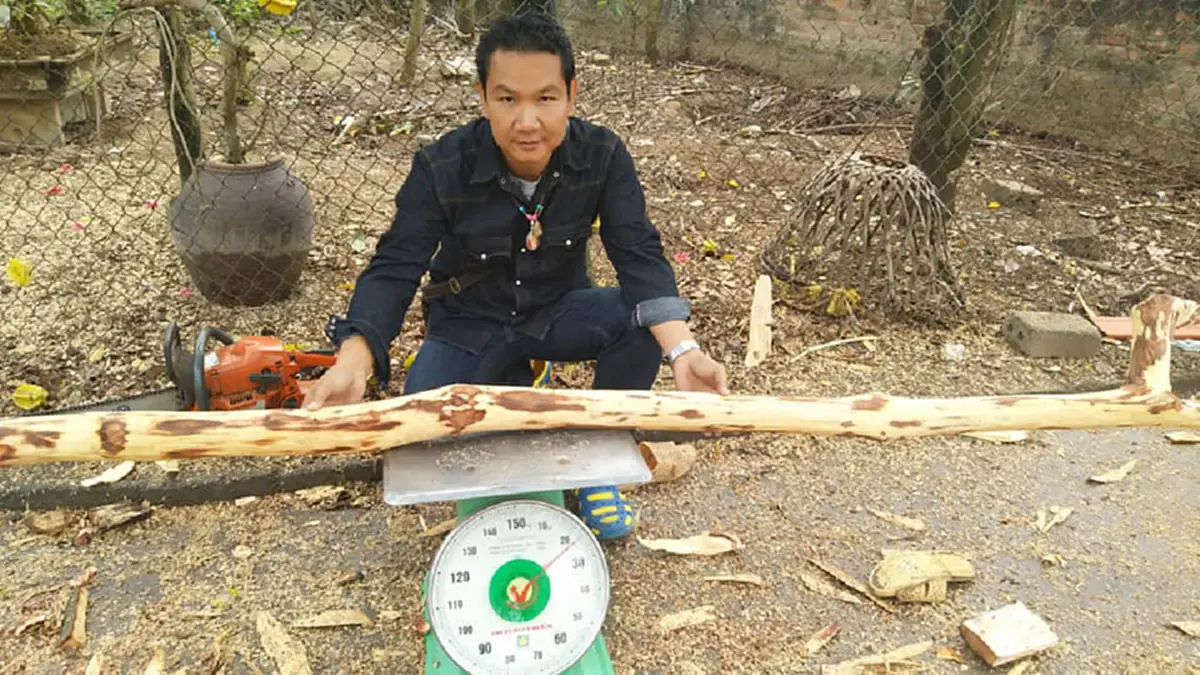 ชี้ทางรวย !! "หนุ่ม"ปลูก "ต้นพะยูงไหหลำ" ใช้เวลา 4-5ปี ก็ขายได้ราคาสูง แพงหูฉี่! ใครมีที่ทาง หามาปลูกด่วน งานนี้รวยเละ !! (รายละเอียด)