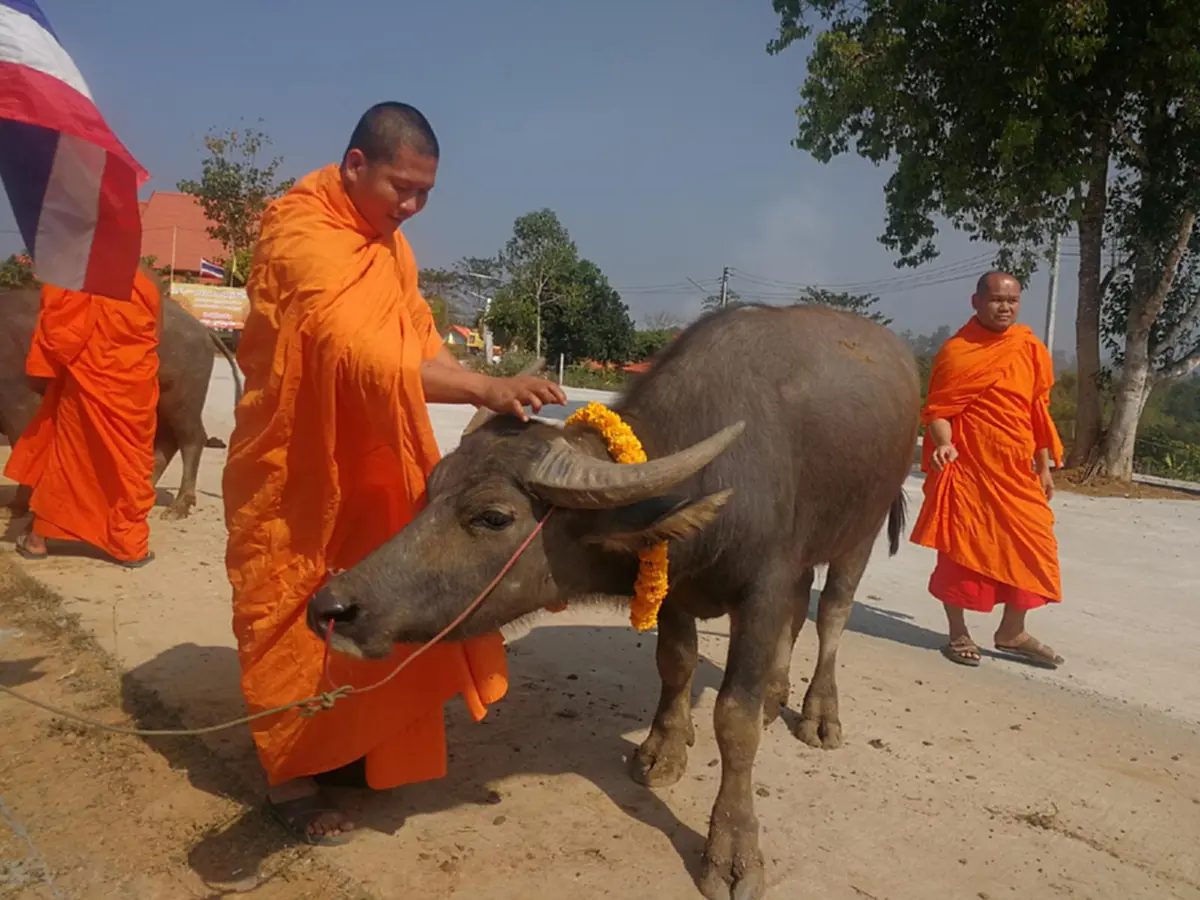 บุญใหญ่ กุศลแรง...พระสงฆ์นำเงินที่ได้จากการบริจาคของญาติโยมผู้ใจบุญ ไถ่ชีวิตกระบือ จำนวน 9 ตัว ให้รอดพ้นจากการถูกนำไปฆ่า (คลิป)