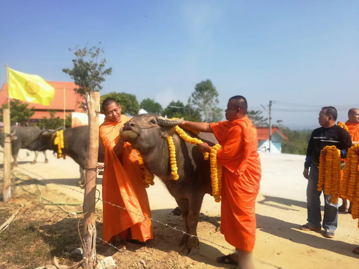 บุญใหญ่ กุศลแรง...พระสงฆ์นำเงินที่ได้จากการบริจาคของญาติโยมผู้ใจบุญ ไถ่ชีวิตกระบือ จำนวน 9 ตัว ให้รอดพ้นจากการถูกนำไปฆ่า (คลิป)