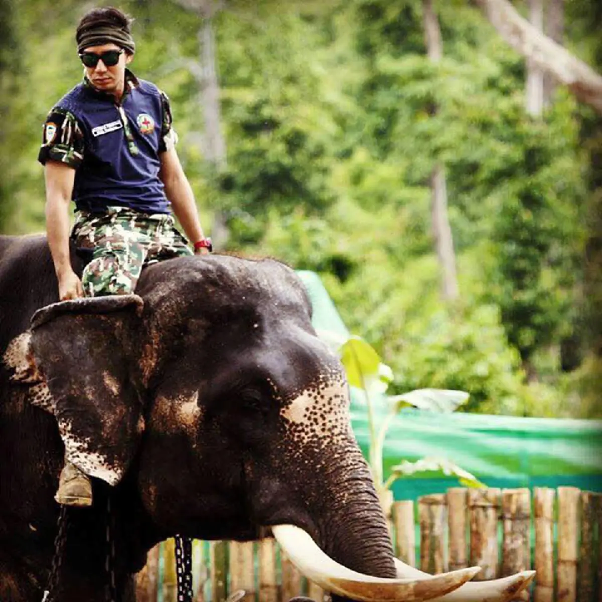 ชีวิตนี้อุทิศเพื่อช้าง!!"หมอล็อต"โพสต์ "วันช้างไทย"ขอปาววารนา รักษ์ช้างป่าจนวันตาย