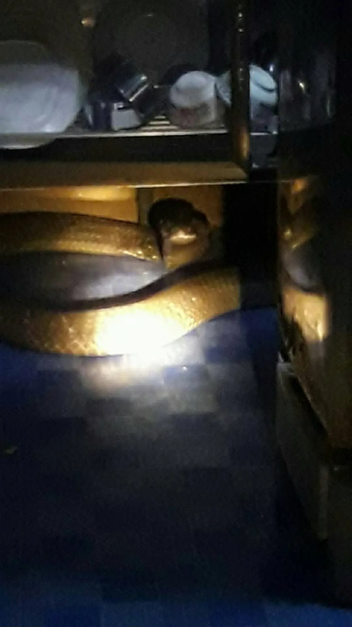 ขนลุกซู่! งูยักษ์เลื้อยเข้ามาในบ้าน กู้ภัยก็ไม่สามารถจับได้ จนเจ้าของบ้านต้องพูดว่า เราไม่ได้ทำร้ายท่าน สุดท้ายยอมให้จับอย่างง่ายดาย! (คลิป)