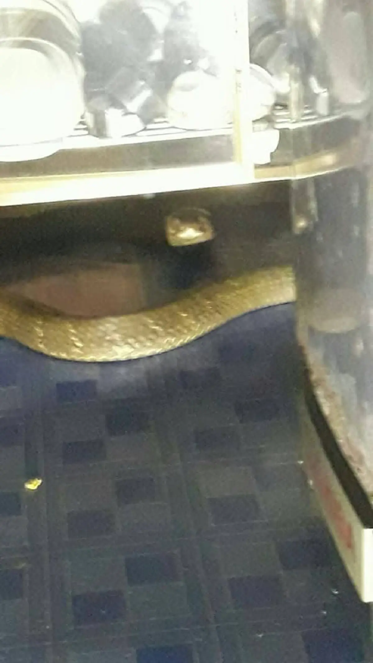 ขนลุกซู่! งูยักษ์เลื้อยเข้ามาในบ้าน กู้ภัยก็ไม่สามารถจับได้ จนเจ้าของบ้านต้องพูดว่า เราไม่ได้ทำร้ายท่าน สุดท้ายยอมให้จับอย่างง่ายดาย! (คลิป)