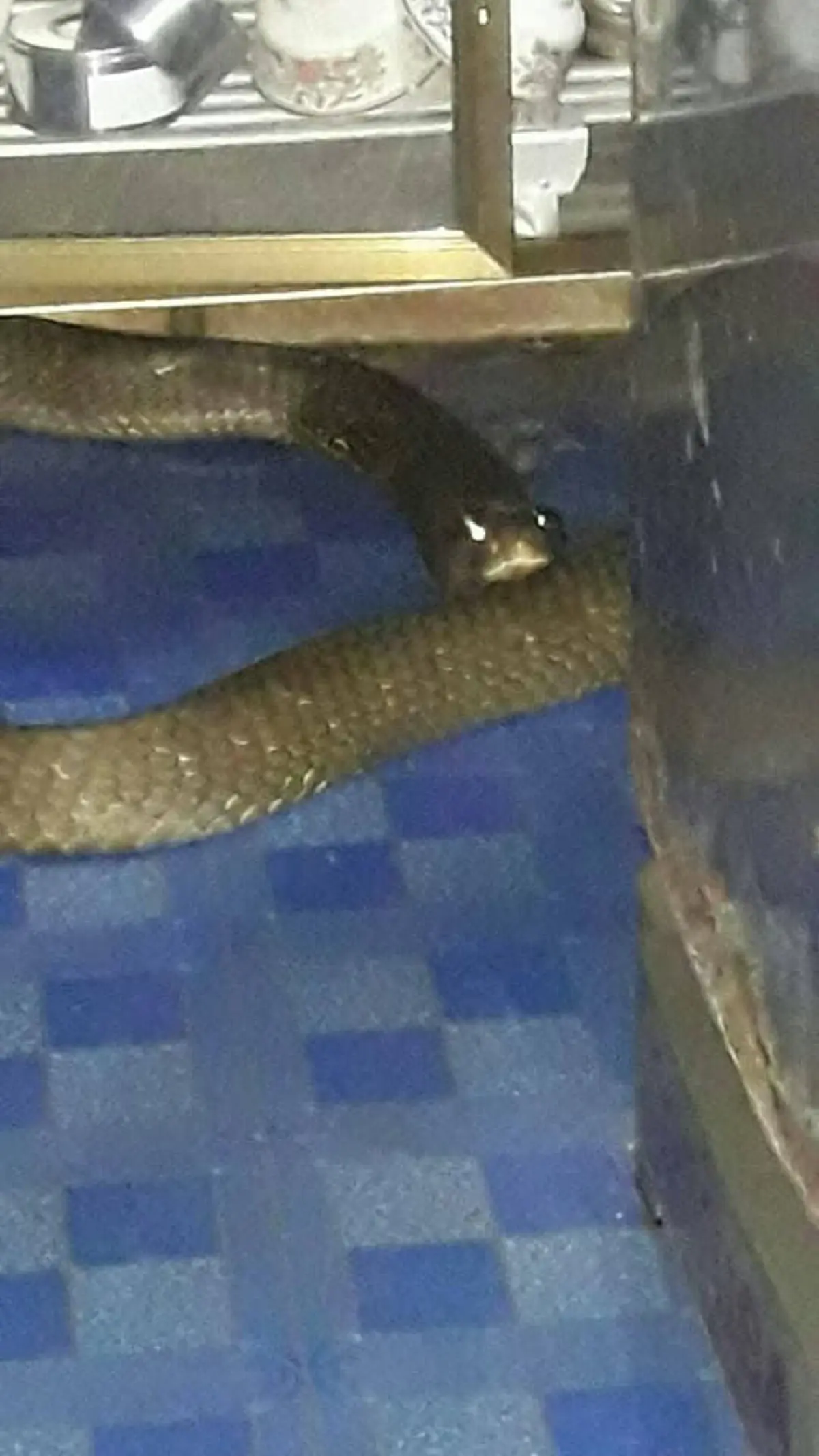 ขนลุกซู่! งูยักษ์เลื้อยเข้ามาในบ้าน กู้ภัยก็ไม่สามารถจับได้ จนเจ้าของบ้านต้องพูดว่า เราไม่ได้ทำร้ายท่าน สุดท้ายยอมให้จับอย่างง่ายดาย! (คลิป)