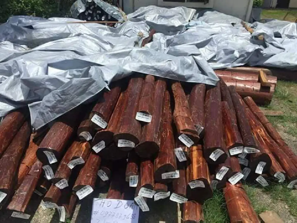 ชี้ทางรวย !! "หนุ่ม"ปลูก "ต้นพะยูงไหหลำ" ใช้เวลา 4-5ปี ก็ขายได้ราคาสูง แพงหูฉี่! ใครมีที่ทาง หามาปลูกด่วน งานนี้รวยเละ !! (รายละเอียด)