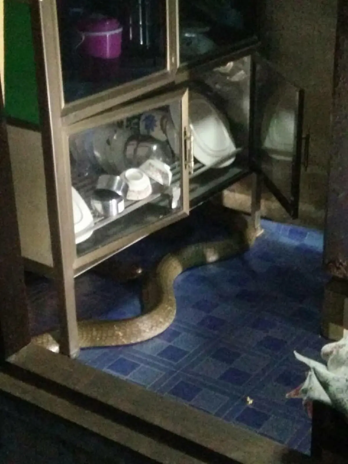 ขนลุกซู่! งูยักษ์เลื้อยเข้ามาในบ้าน กู้ภัยก็ไม่สามารถจับได้ จนเจ้าของบ้านต้องพูดว่า เราไม่ได้ทำร้ายท่าน สุดท้ายยอมให้จับอย่างง่ายดาย! (คลิป)