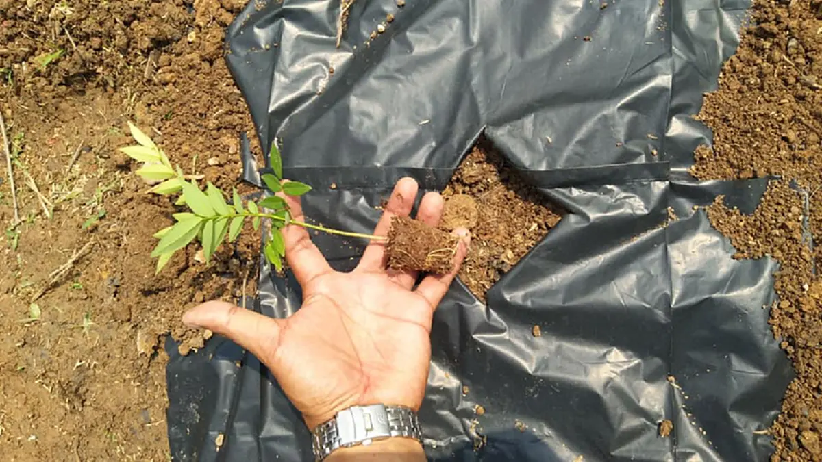 ชี้ทางรวย !! "หนุ่ม"ปลูก "ต้นพะยูงไหหลำ" ใช้เวลา 4-5ปี ก็ขายได้ราคาสูง แพงหูฉี่! ใครมีที่ทาง หามาปลูกด่วน งานนี้รวยเละ !! (รายละเอียด)