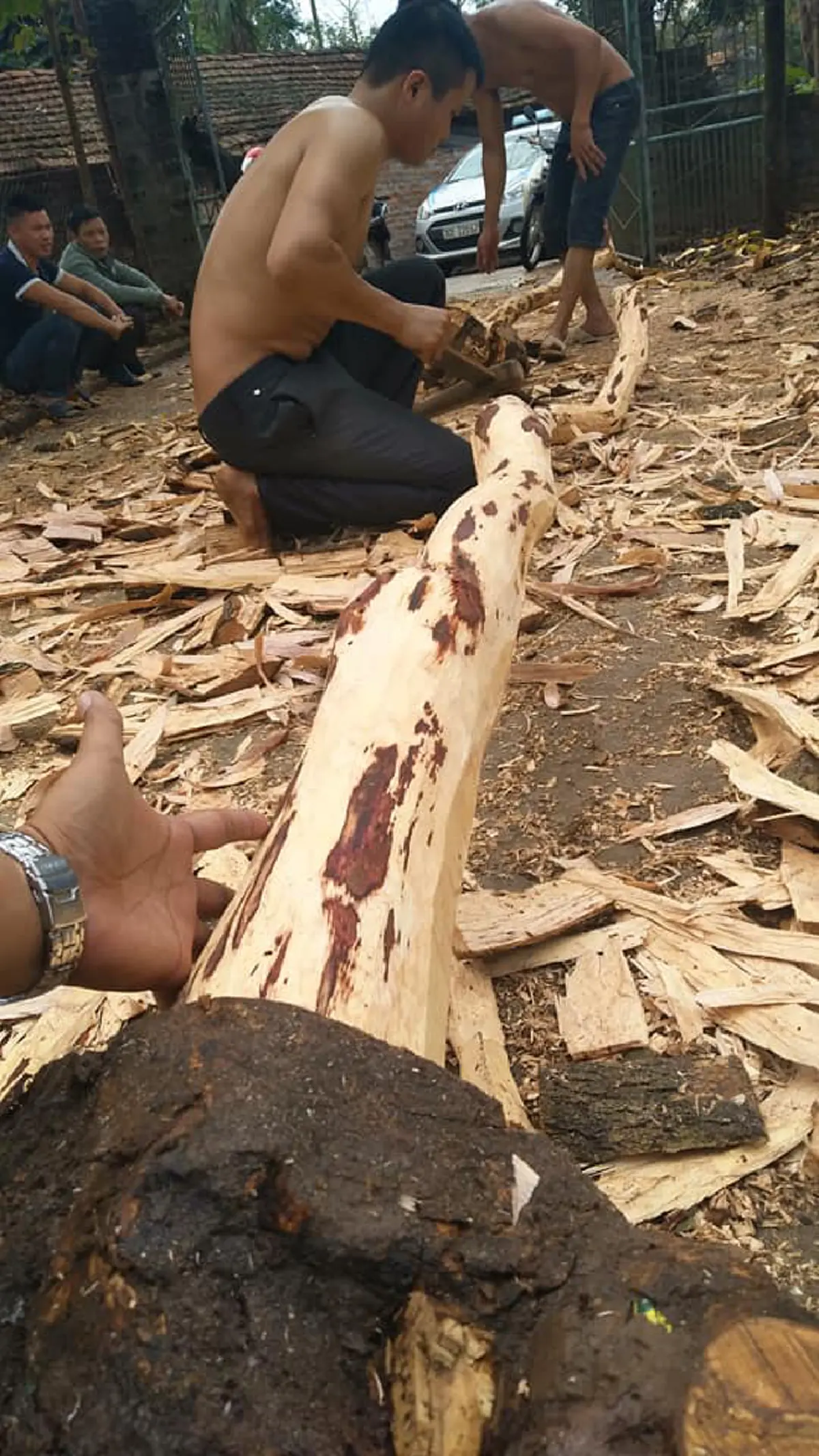 ชี้ทางรวย !! "หนุ่ม"ปลูก "ต้นพะยูงไหหลำ" ใช้เวลา 4-5ปี ก็ขายได้ราคาสูง แพงหูฉี่! ใครมีที่ทาง หามาปลูกด่วน งานนี้รวยเละ !! (รายละเอียด)