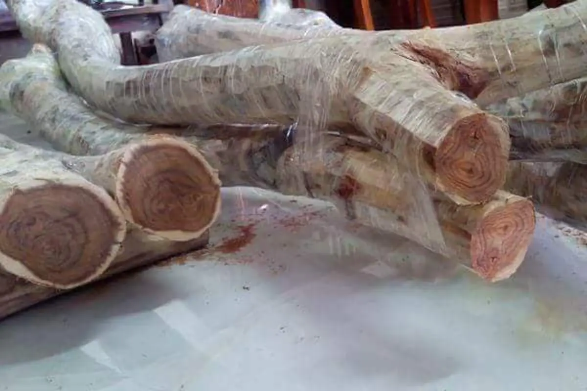 ชี้ทางรวย !! "หนุ่ม"ปลูก "ต้นพะยูงไหหลำ" ใช้เวลา 4-5ปี ก็ขายได้ราคาสูง แพงหูฉี่! ใครมีที่ทาง หามาปลูกด่วน งานนี้รวยเละ !! (รายละเอียด)