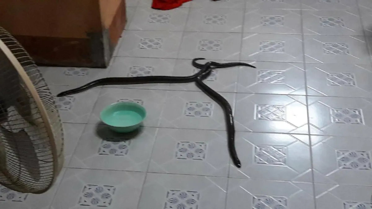 เจ้าของบ้านตะลึง!! งู 2 ตัว เข้ามาผสมพันธุ์ กอดเกี่ยวร่ายรำกันอยู่ในครัวหลังบ้าน แห่ตีเลขเด็ด - ส่องเลขทะเบียนบ้าน! (มีคลิป)