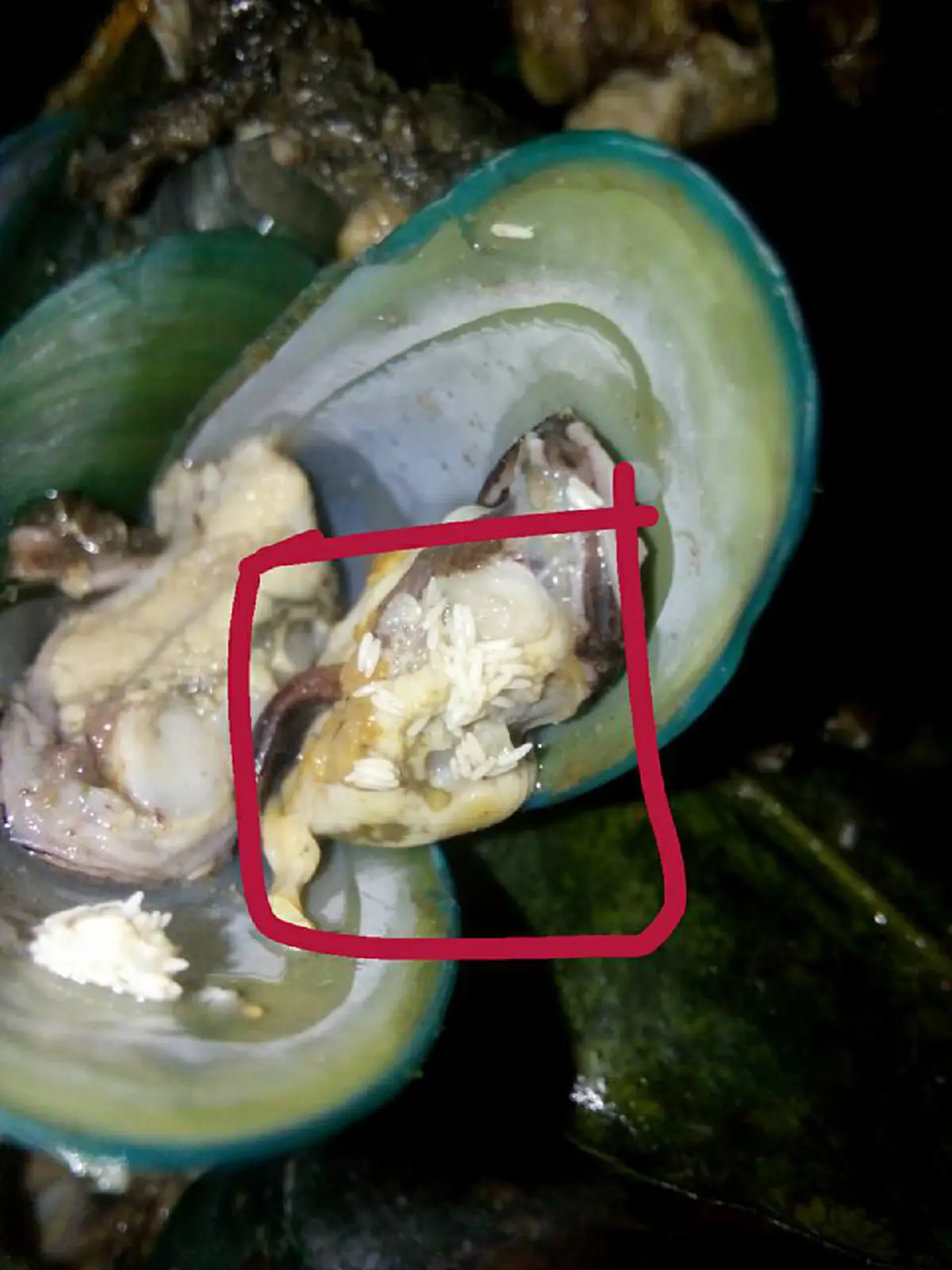 ขายมาได้ไง!! หนุ่มซื้อหอยแมลงภู่ จากตลาด ต้องผงะ เจอสิ่งมีชีวิตอื่นติดมาด้วย ซูมดูใกล้ๆ ร้องยี้หนักมาก (คลิป)