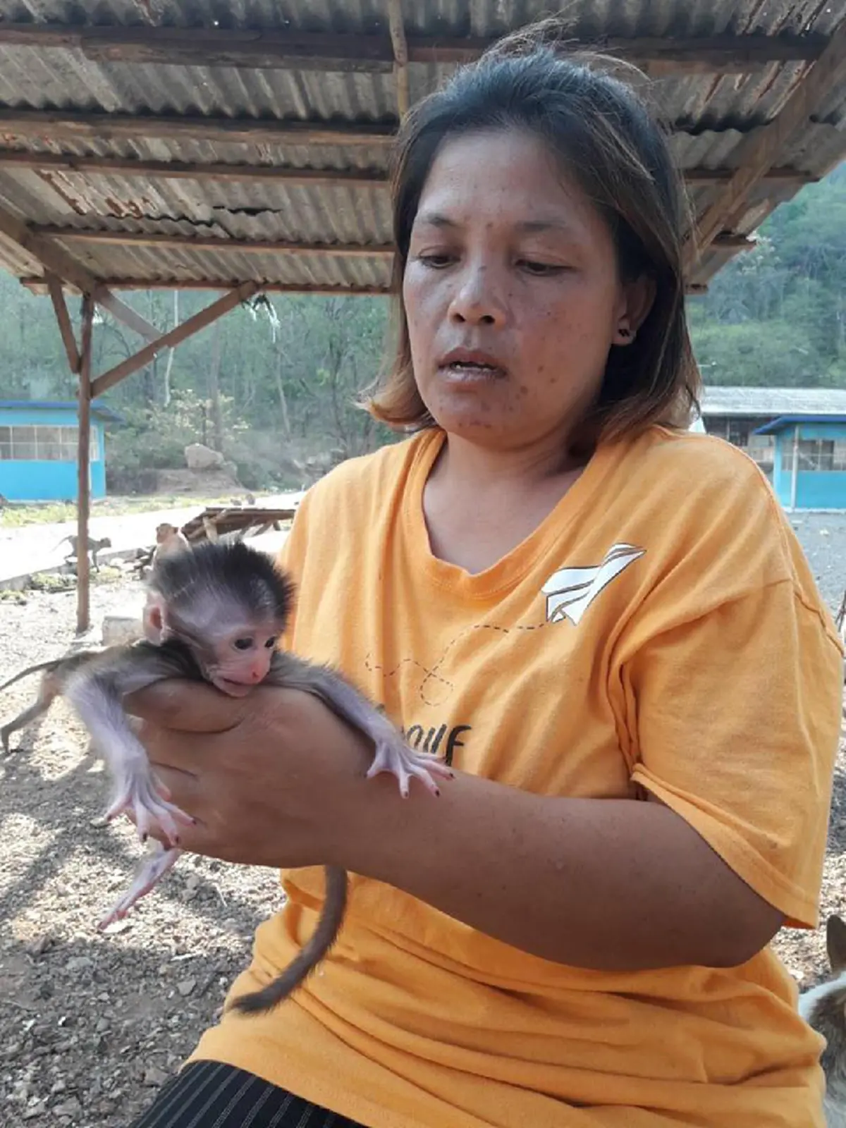 ปลื้มปริ่มหัวใจ!! อัปเดตชีวิตเจ้าลิงน้อยหลังสาวใจดีช่วยผ่าคลอด พร้อมตั้งชื่อน่ารักๆ ให้ (คลิป)