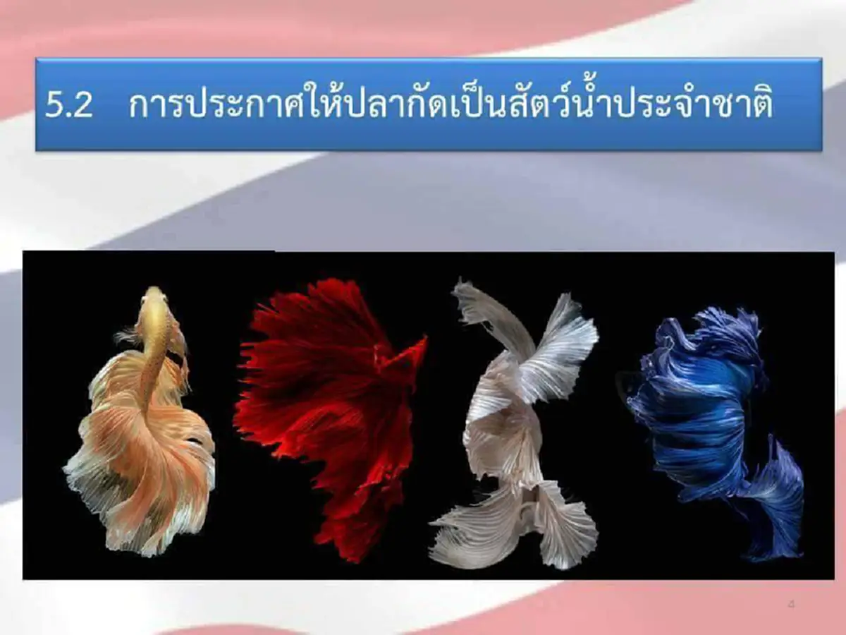 นายกดูหน่อย!!!มึน..ปลากัดเป็นสัตว์น้ำประจำชาติเรื่องหาย? สั่งนับหนึ่งใหม่?