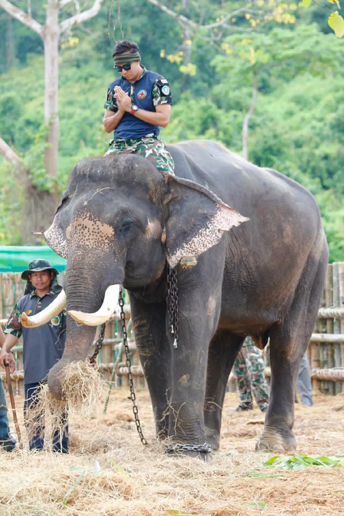 13 มีนาคม วันช้างไทย... เผยความในใจของ "ภัทรพล มณีอ่อน" หรือ "หมอล็อต" สัตวแพทย์สัตว์ป่าชื่อดัง ผู้เสียสละแห่งเขาใหญ่ (คลิป)