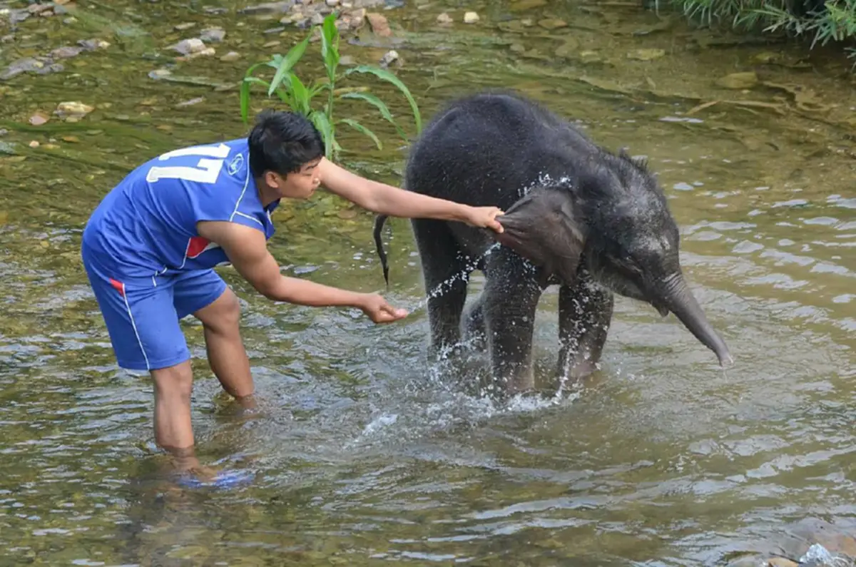 สุดปลื้ม!! เจ้าหน้าที่กรมอุทยานฯ ร่วมส่งลูกช้างป่า "พังบุญมาก" กลับคืนโขลงได้สำเร็จแล้ว (คลิป)