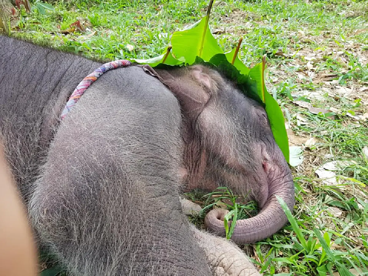 ชมกันเลย !??! คลิปนาทีส่ง "ลูกช้าง" คืนโขลง ...ดูแล้วปลื้มปริ่มวิ่งหาแม่ ส่งเสียงลั่น (มีคลิป)