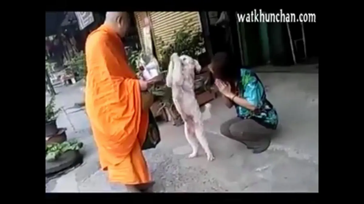 เมือเจ้าตูบเห็นเจ้าของใส่บาตร เลยอยากใส่บาตรบ้าง เลยมีคลิปวีดีโอน่ารัก ของเจ้าตูบที่มีจิตใจเหมือนมนุษย์ อยากสร้างบุญ (มีคลิป)