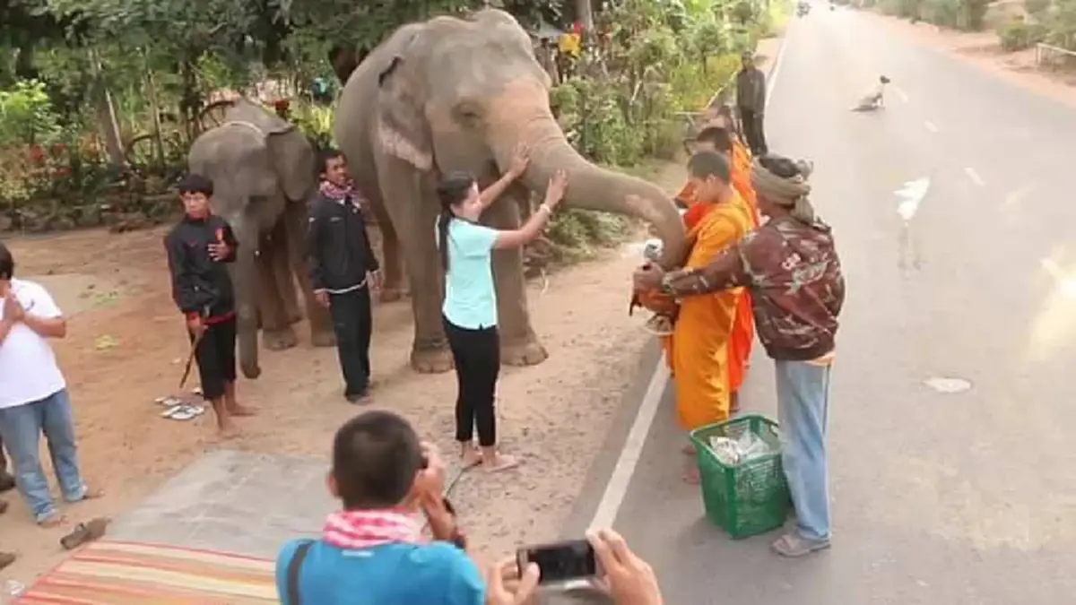 วิถีชุมชน"คนกับช้าง" ภาพสุดประทับใจ ร่วมใส่บาตรรับบุญ...มุมดีดีที่อยากให้สังคมได้เห็น (มีคลิป)