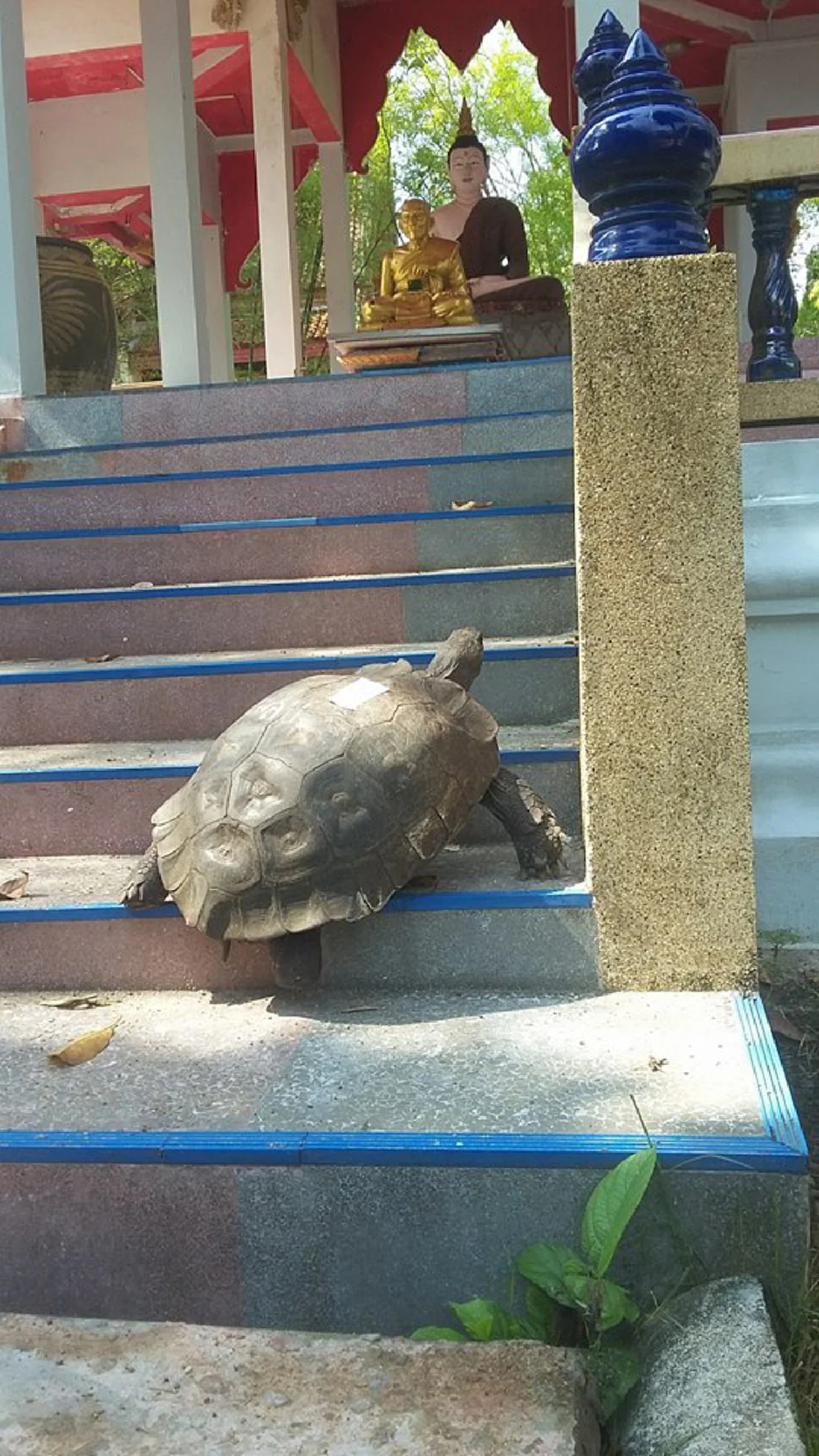 อัศจรรย์ใจยิ่ง!! ภาพเต่าตัวใหญ่คลานขึ้นบันไดศาลา"วัดสวนขัน" เมืองนครฯ จบคำชาวบ้านเล่าเหตุ ถึงยกมือสาธุ "หลวงพ่อท่านคล้าย" !?? (ชมคลิป)