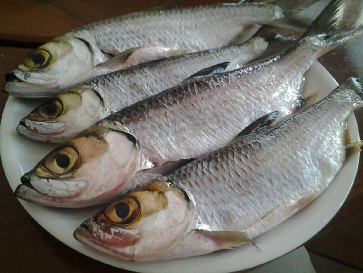 เชื่อหรือไม่ 10 ปลาไทยราคาบ้านๆ แต่มี โอเมก้า 3 สูง ไม่แพ้ชาติใดในโลก !?