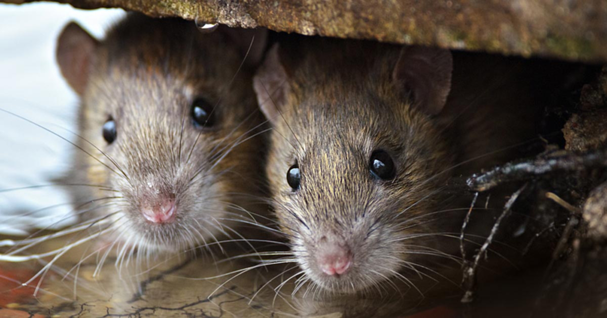 แค่ปลูกผักชนิดนี้ในบ้าน ก็ช่วยไล่หนู และแมลงต่างๆ ให้หายไปได้อย่างง่ายๆ