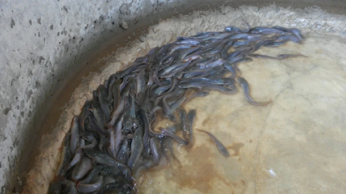 น่าสนใจมาก! เลี้ยงปลาดุกในโอ่ง ช่วยให้โตไว สร้างรายได้งาม เผยเทคนิคการเลี้ยง