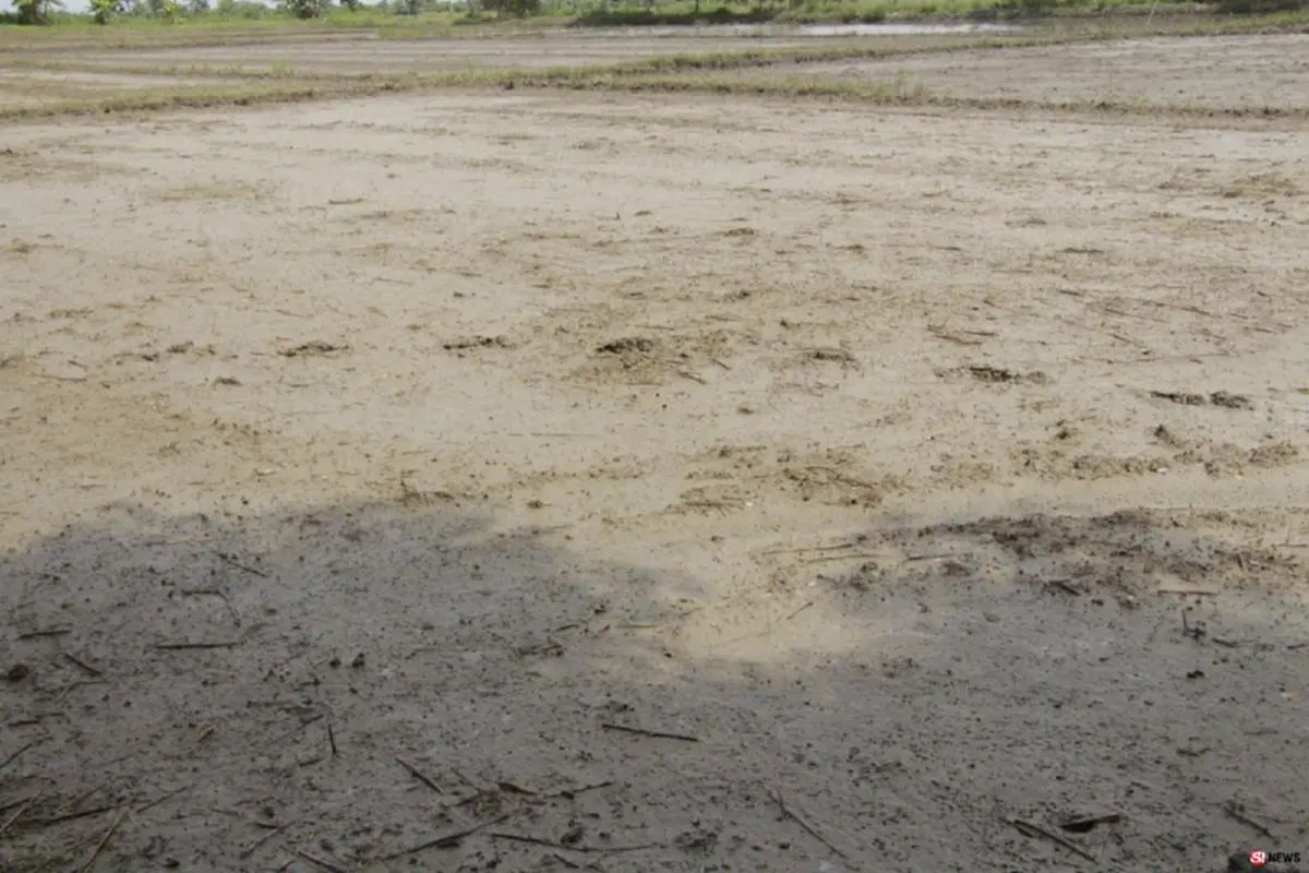 #ยิ้มกันออกแล้ว!! "ชาวนาแม่สาย" ต่างพอใจกับการเยียวยาจากรัฐ หลังรับน้ำเต็มๆ เข้านาตัวเอง หวังช่วย "ทีมหมูป่า" ทั้ง 13 ชีวิต !!