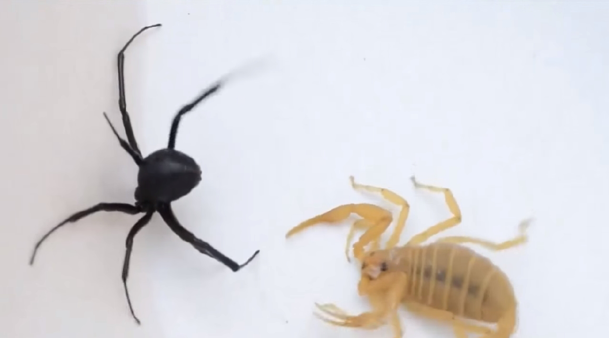 แมงมุมพิษ VS แมงป่องพิษ ใครจะอยู่ ใครจะไป (คลิป)