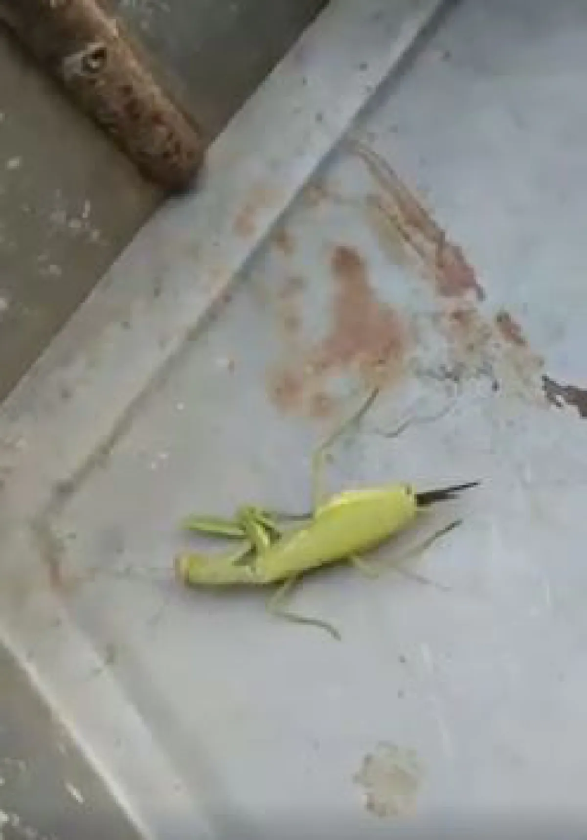 "พยาธิขนม้า" ปรสิตควบคุมสมองตั๊กแตนให้กระโดดน้ำปลิดชีพเมื่อตัวมันโตเต็มที่เพื่อหาคู่แพร่พันธุ์ (คลิป)