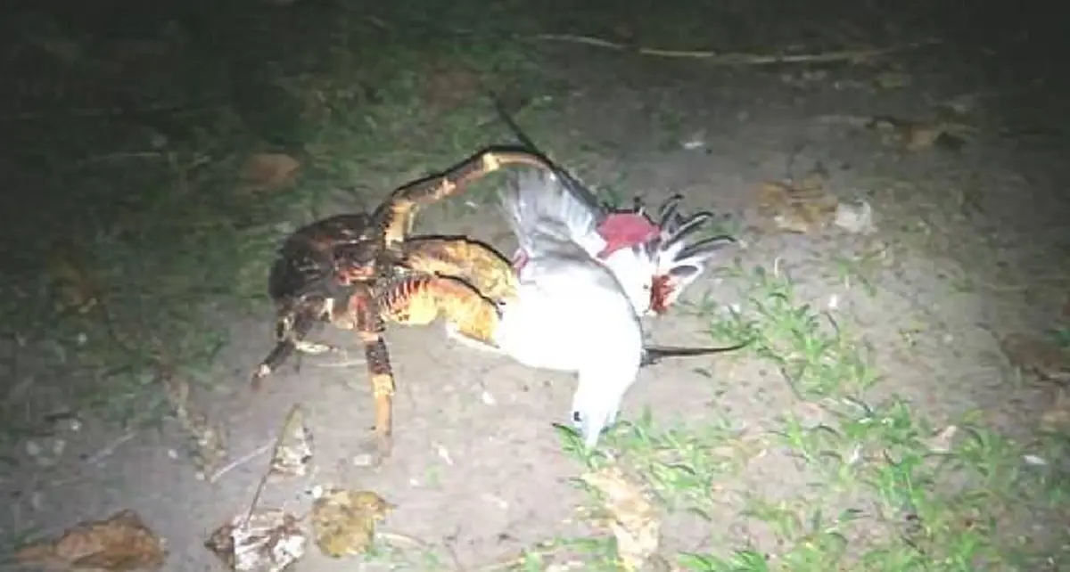 ตะลึงกันทั้งโลก!! "ปูมะพร้าว" กำลังกินนกเป็นอาหาร?? ผลวิจัยชี้ เป็นบางชนิดเท่านั้น! ชาวเน็ตไม่เคยเห็น แห่แชร์สนั่นโซเชียล! (ภาพ)