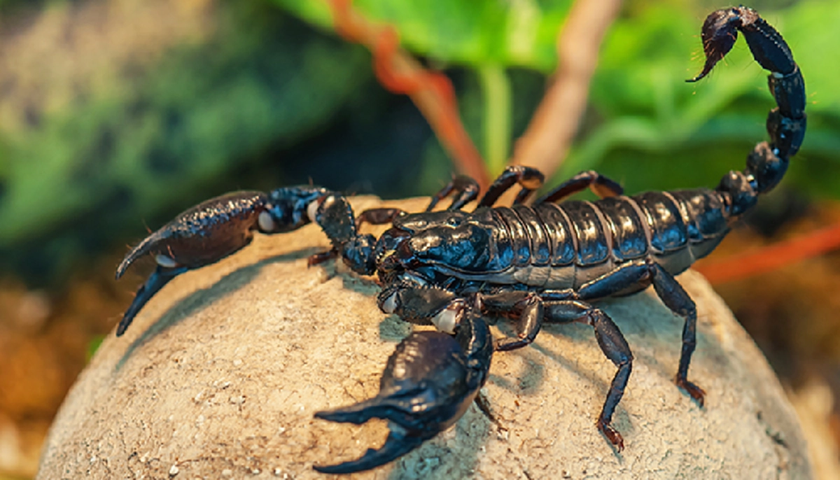 อ้วกแทบพุ่ง!! เอาจริงดิ?? 10 อันดับ แมลงประหลาดที่กินได้เพื่อความอยู่รอด!! ใครเคยกินตัวไหนบ้าง?? (รายละเอียด)