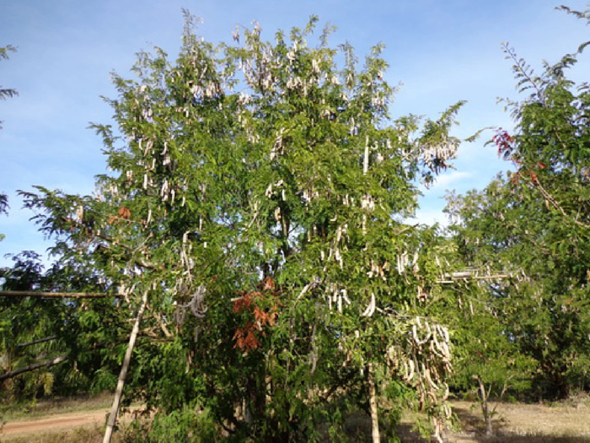 คนจะรวยเค้าไม่เกี่ยงอาชีพหรอก!!แม่ค้าเร่ ตะเวนหารับซื้อตามหมู่บ้านเขตอุดร-หนองคาย ทำเฉพาะหน้าแล้ง พอได้ปีละ 1 แสนบาท