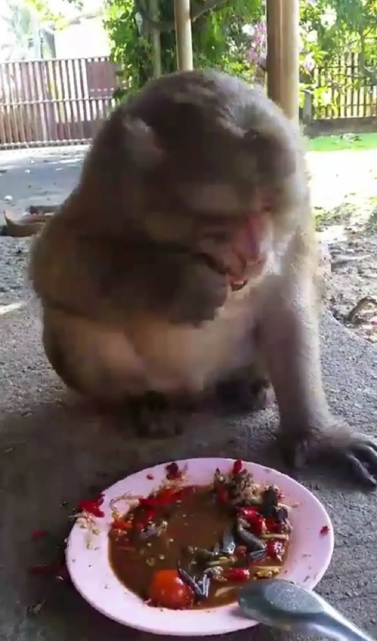 แซ่บบ่ล่ะ!! "ไอ้จ๋อ" นั่งกิน "ส้มตำ" อย่างเอร็ดอร่อย ท่ามกลางพริกที่มีอยู่เต็มจาน! คักขนาด น้ำลายไหลย้อยแทบล้นจอ!! (ชมคลิป)