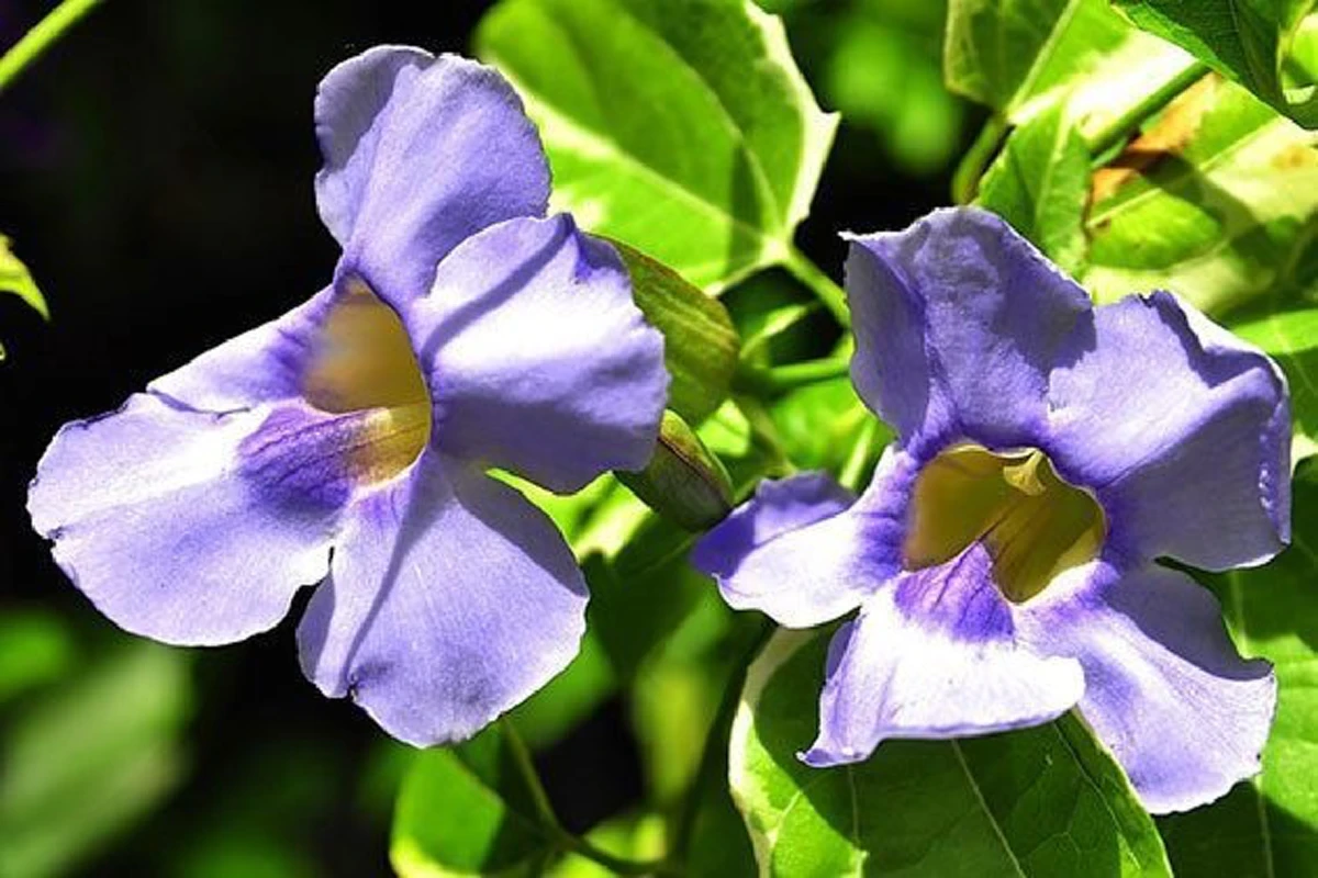 อย่ามองข้าม!! นี่คือสุดยอดสมุนไพรที่คนโบราณขนานนามว่า "ราชาแห่งการถอนพิษ" แถมมีฤทธิ์ต่อต้านมะเร็ง! (มีคลิป)