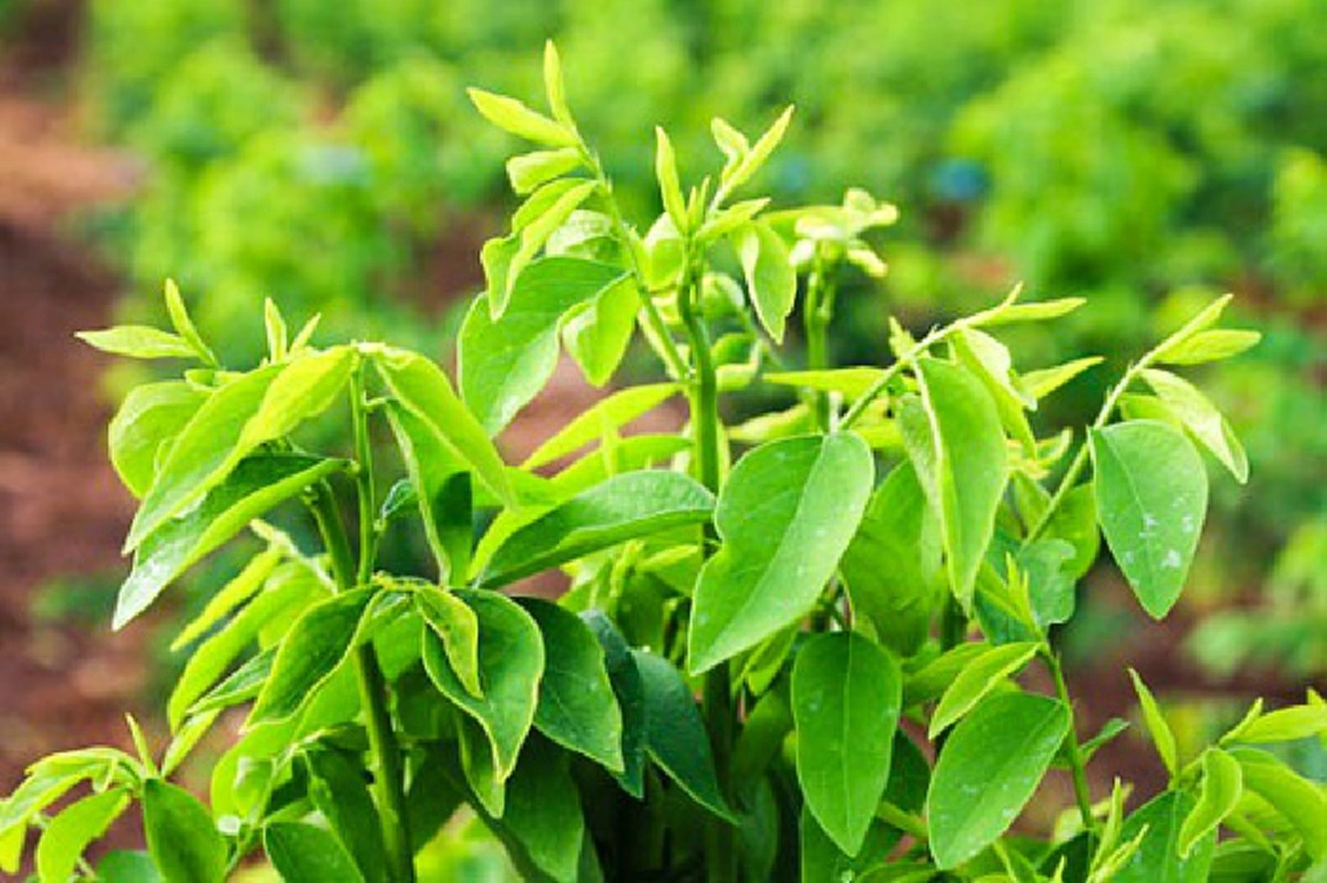 ใครไม่อยากแก่ต้องดู!!! 10 ผักพื้นบ้านริมรั้ว ช่วยบำรุงสมอง ต้านความจำเสื่อม ชะลอความแก่ รู้แล้วรีบหามากินด่วน