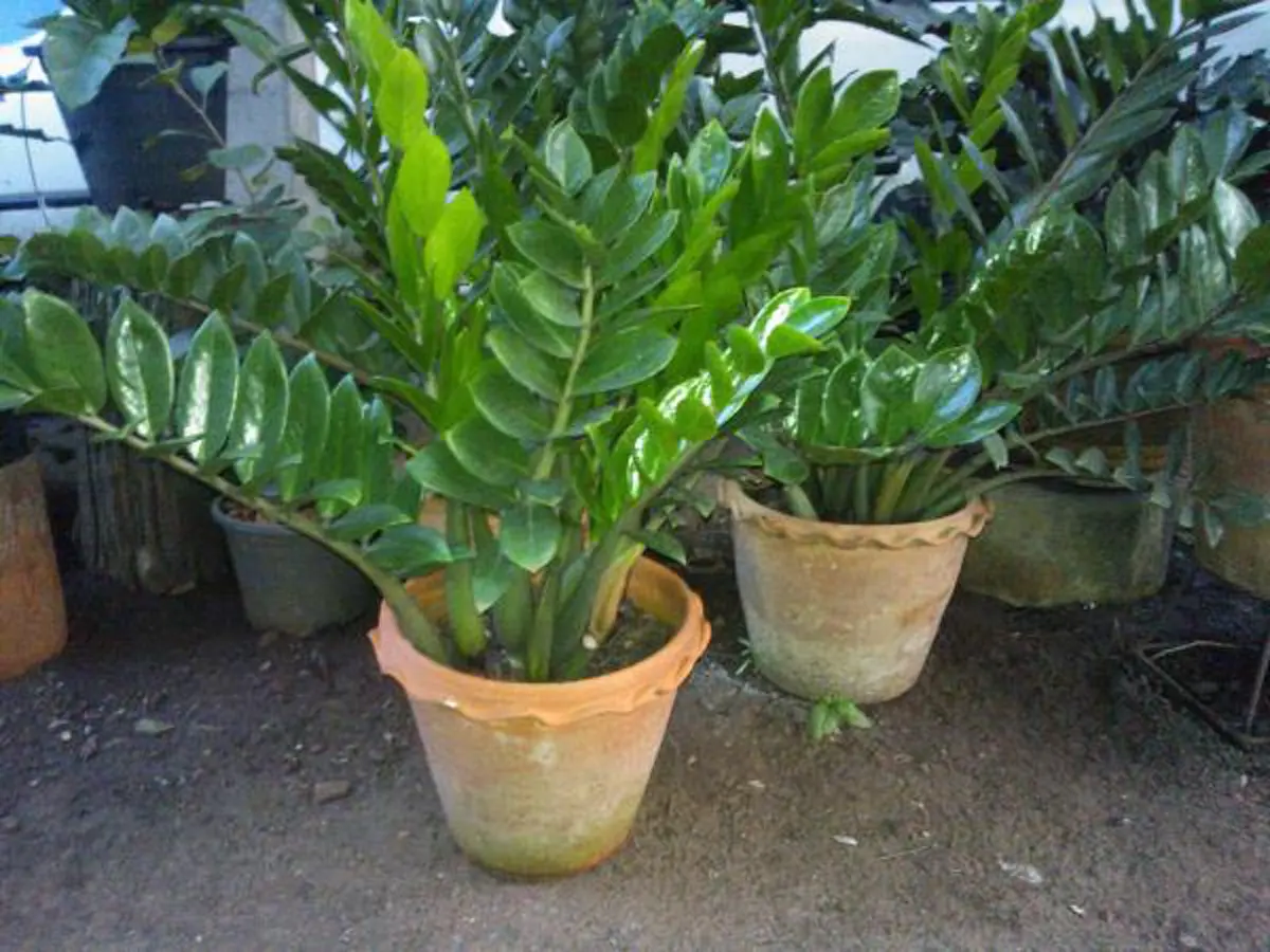 ต้นกวักมรกต