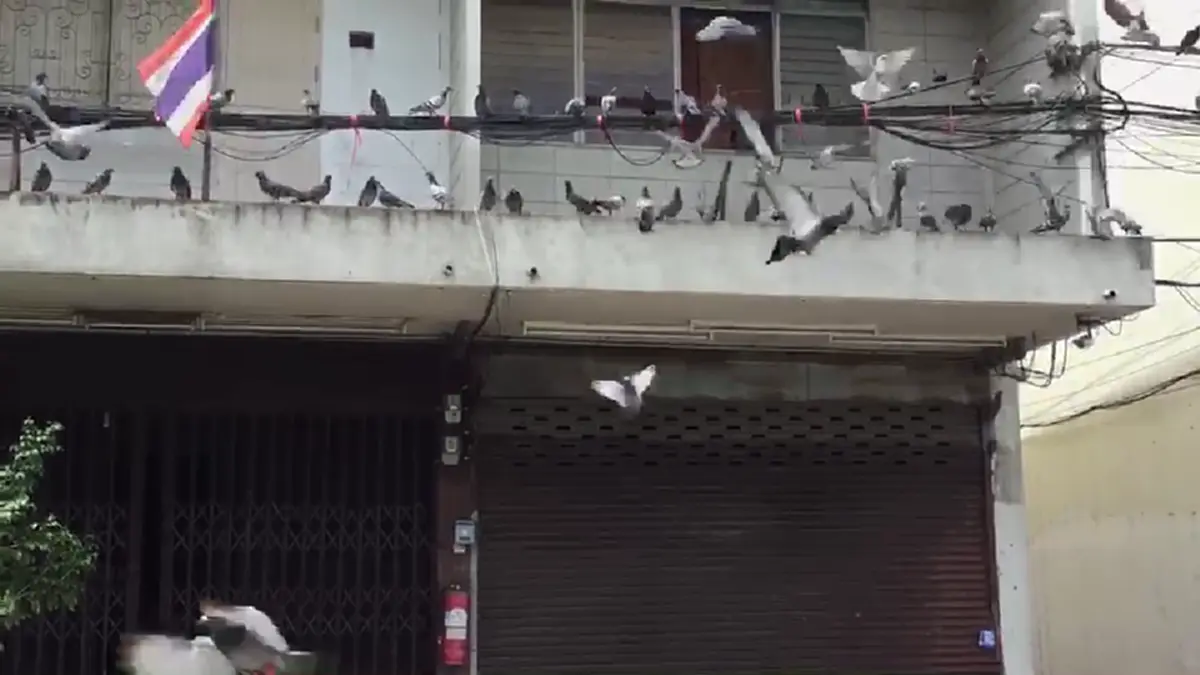 พลังโซเชียลล้วนๆ จนท.เขตฯเจรจาป้าเลี้ยงนกพิราบฝูงใหญ่ เตือนหยุดให้อาหาร ทำเพื่อบ้านเดือดร้อนเสี่ยงเจอโทษคุก