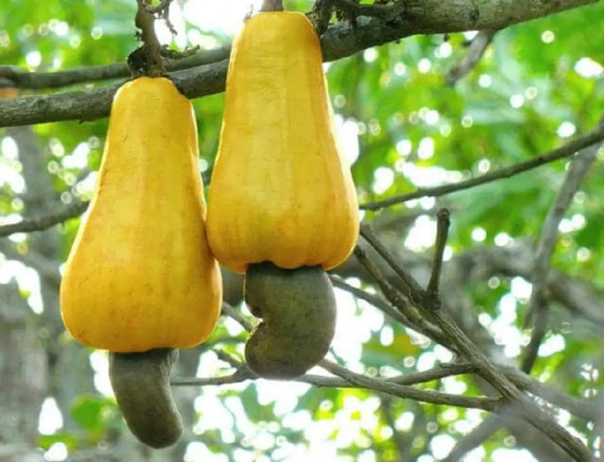 #รู้หรือไม่!! “พืชผักผลไม้” 20 ชนิด ก่อนจะมาเป็นอาหาร มันเคยมีหน้าตา แบบนี้มาก่อน เห็นแล้วถึงกับขยี้ตารัวๆ !! (ชมภาพ)