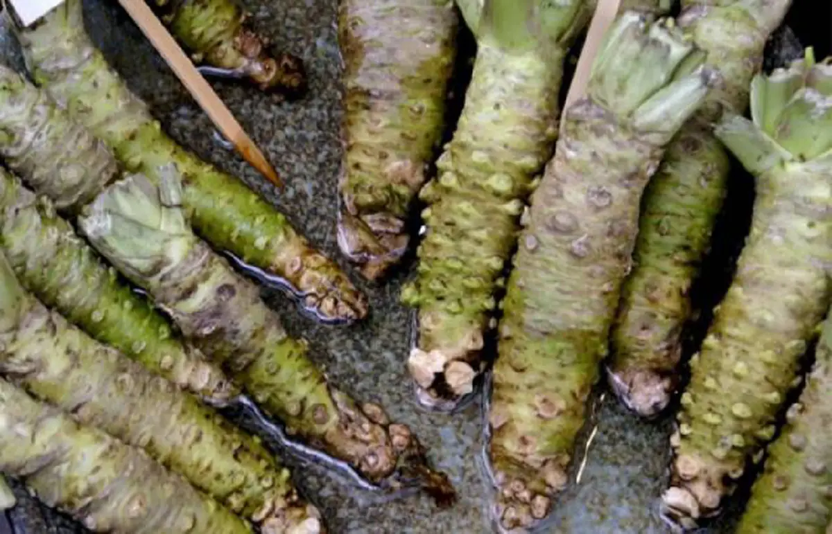 #รู้หรือไม่!! “พืชผักผลไม้” 20 ชนิด ก่อนจะมาเป็นอาหาร มันเคยมีหน้าตา แบบนี้มาก่อน เห็นแล้วถึงกับขยี้ตารัวๆ !! (ชมภาพ)