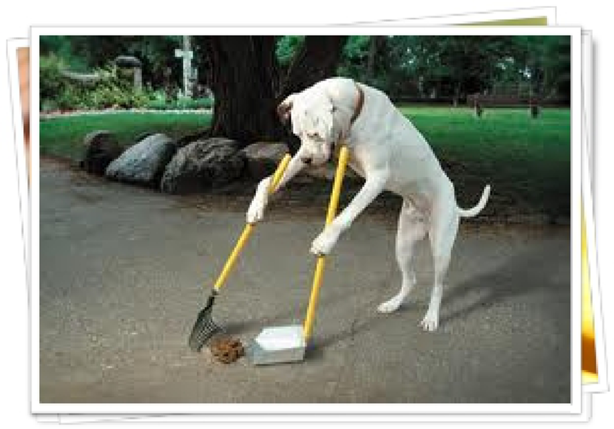 โง่มาตั้งนาน!!! ป้องกันหมาขี้หน้าบ้าน แค่ทำแบบนี้หน้าบ้านก็จะสะอาด