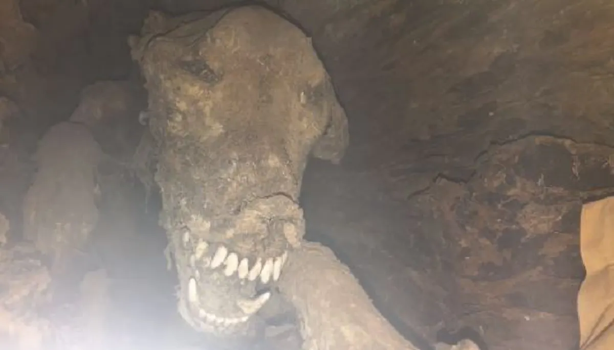 โลกตะลึง !! ช่างตัดไม้ผงะแรง พบซากมัมมี่หมาในต้นไม้....บอกเลยไม่ได้เจอกันง่ายๆ! (ภาพ + คลิป)