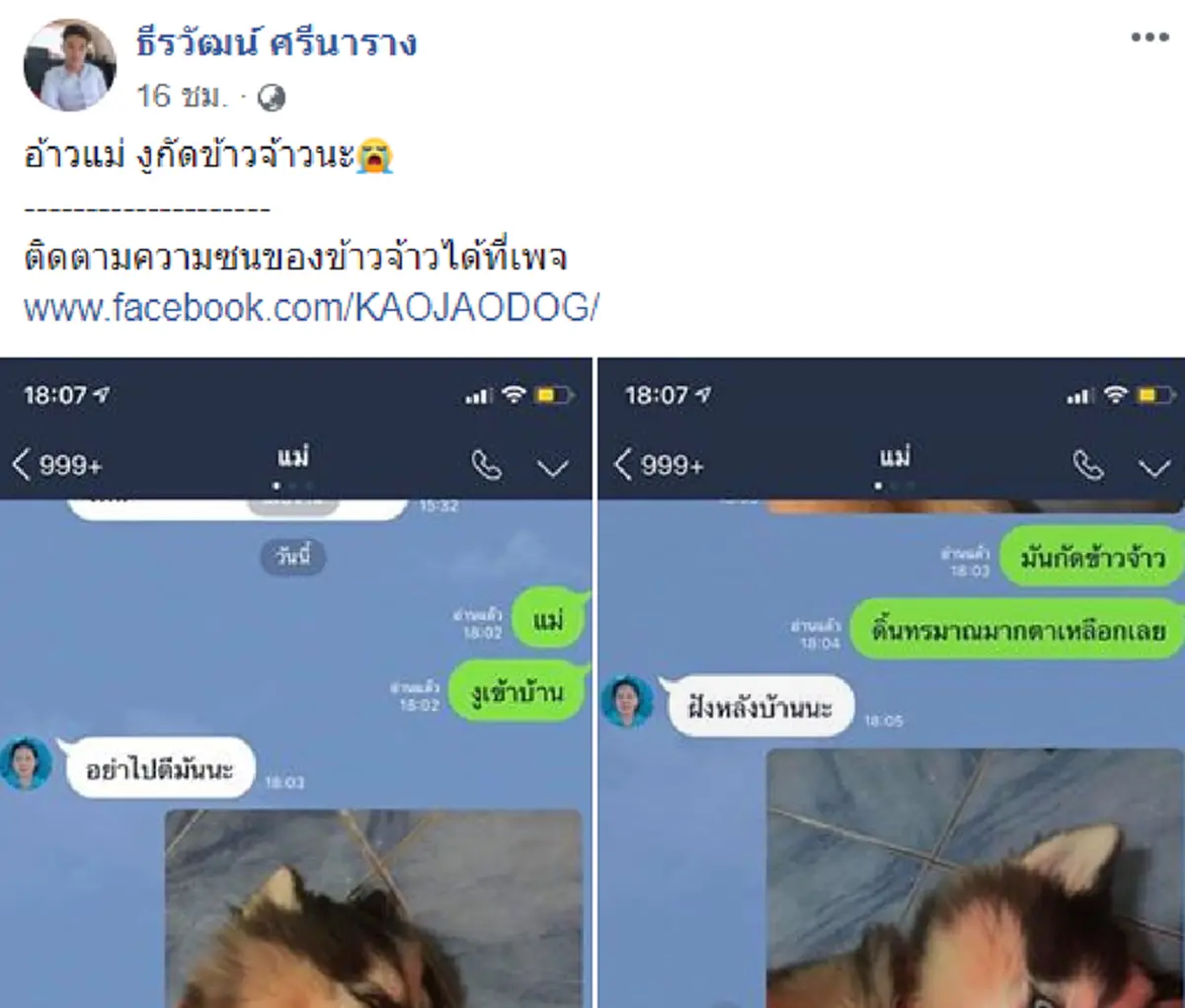 หนุ่มแกล้งหลอกแม่ ว่าเจ้าตูบไซบีเรียนถูกงูกัด อาการทรมาน สุดท้ายถูกจับได้
