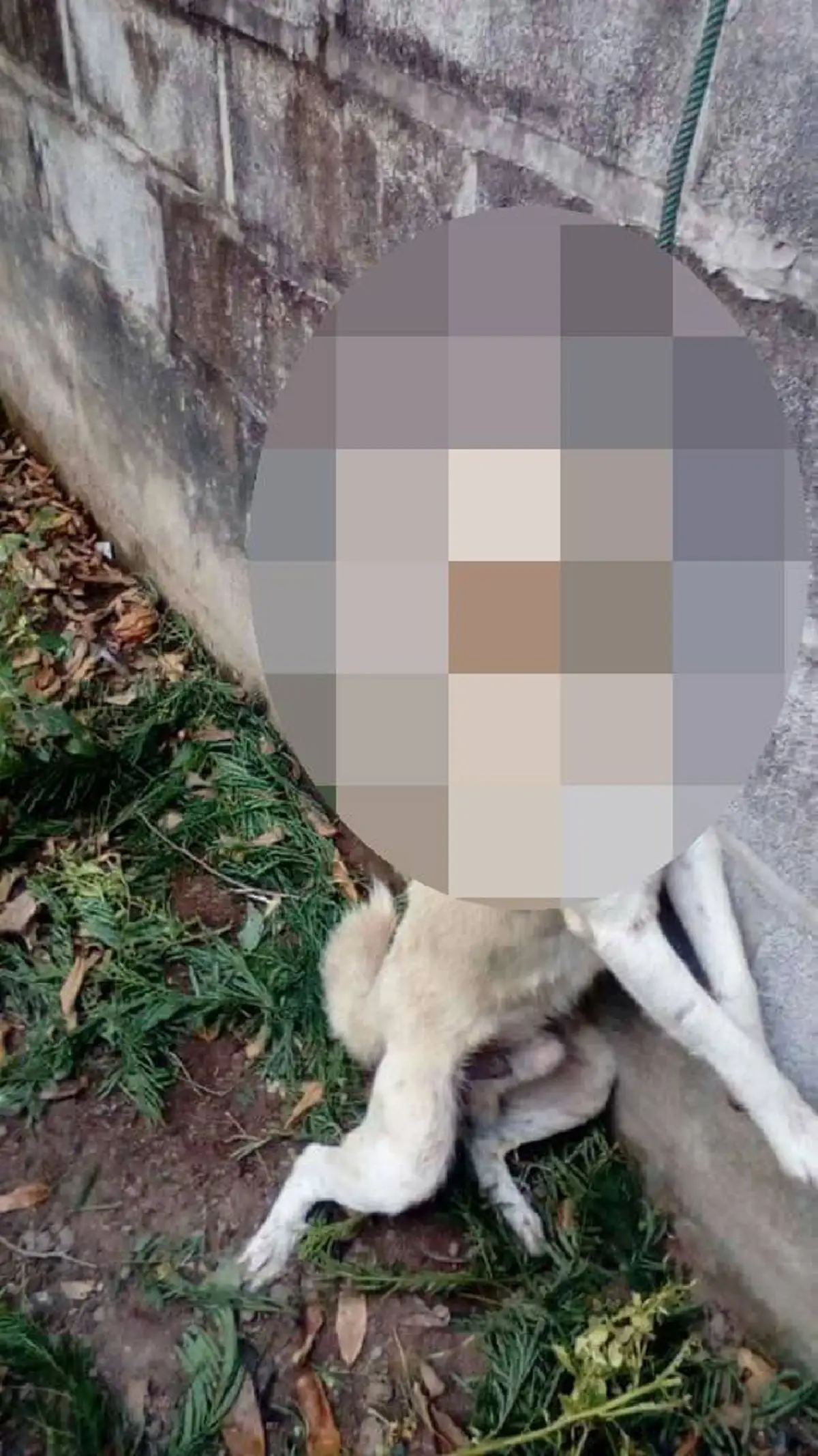 สุนัขโดนกับดัก รีบวิ่งไปหาเจ้าของ หวังให้ช่วย สุดท้ายเชือกรัดคอ จนไร้ลมหายใจ คนทำอ้าง "มันไปกินไก่"