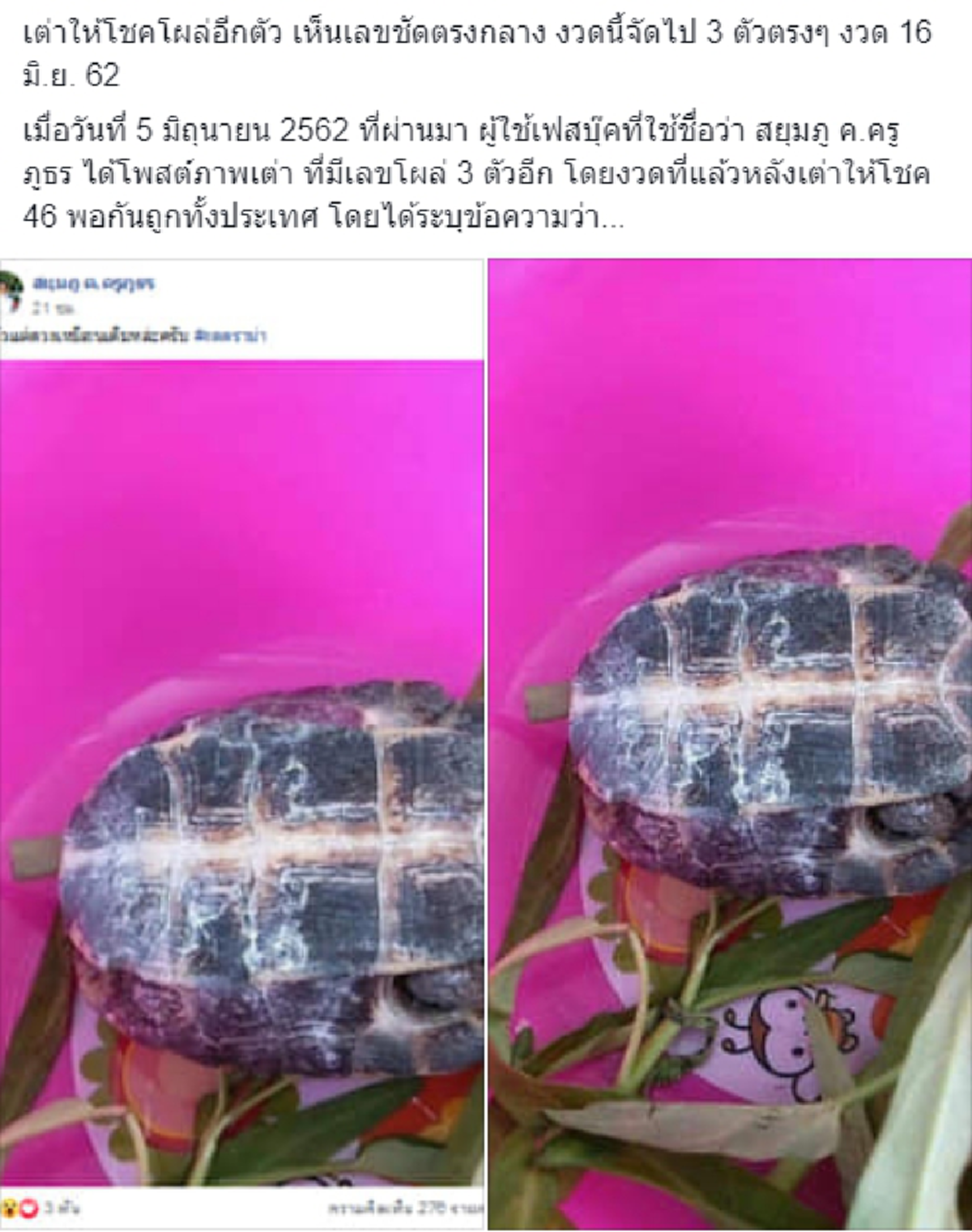 แห่ส่อง เต่า ให้โชค เลขโผล่ตรงกลาง 3 ตัวตรงๆ