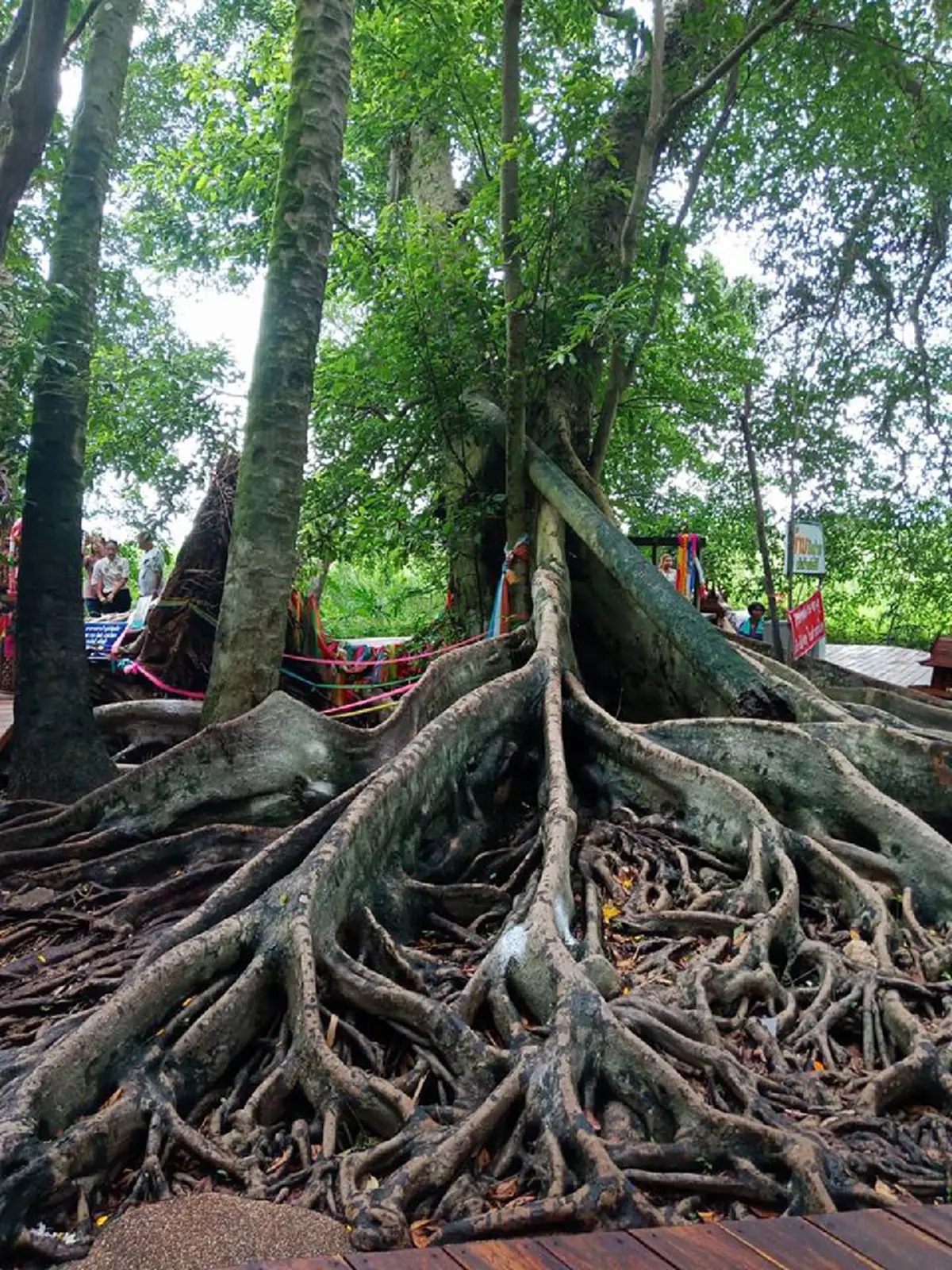 ปู่ศรีสุทโธ-แม่ย่าศรีปทุมมา ให้โชค !! "ต้นมะเดื่อยักษ์" กลางป่าคำชะโนด โผล่เลขเด็ด 2 ตัว คอหวยแห่ส่อง เตรียมรับทรัพย์ใหญ่ !!