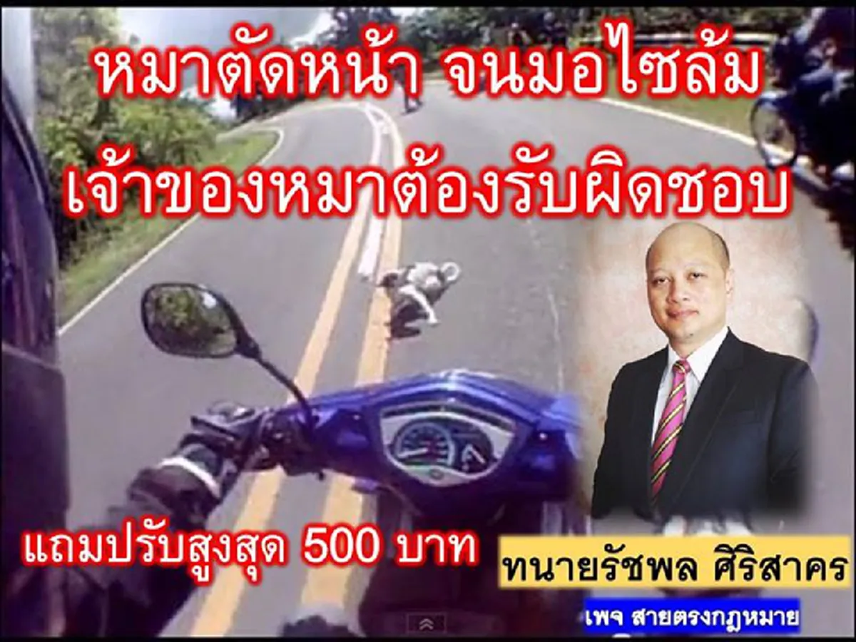 เลิกเถียงกันสักที!!! คลายข้อสงสัย เปิดกฎหมาย ถ้าโดนหมาวิ่งตัดหน้าจนรถล้ม งานนี้ใครต้องรับผิดชอบ คนรักสัตว์ควรอ่านและทำความเข้าใจ!!!